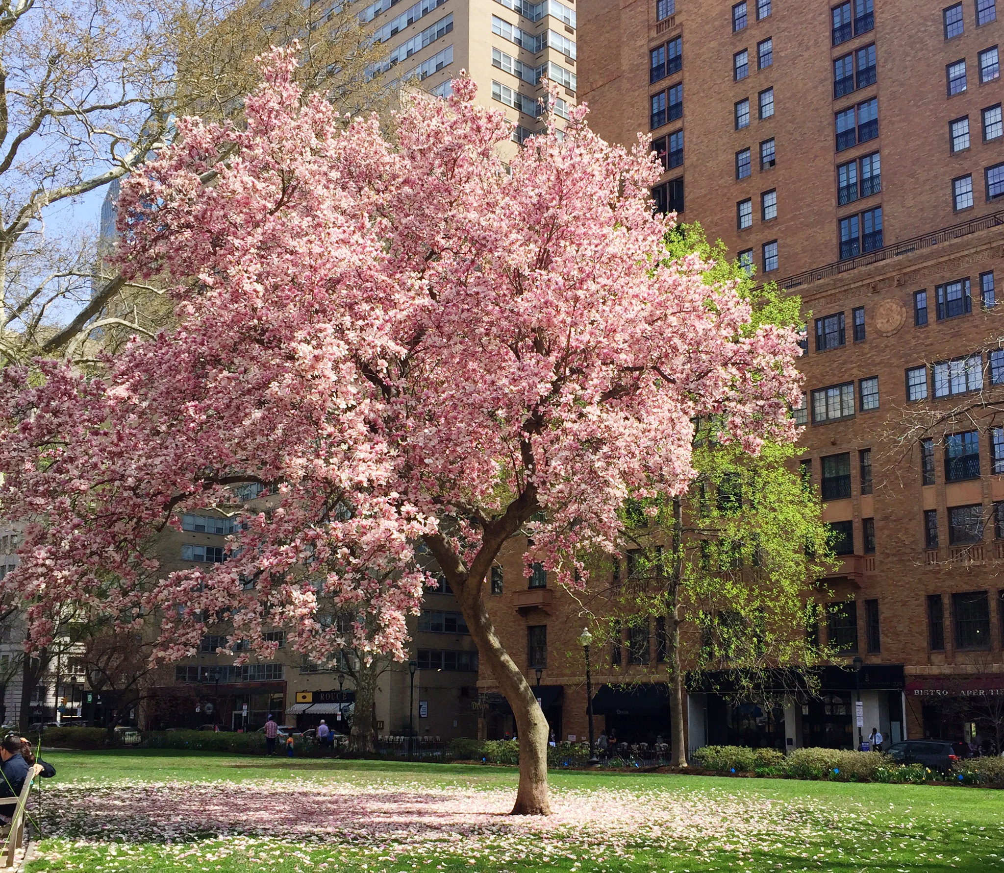 cherry blossoms | rittenhouse square philadelphia