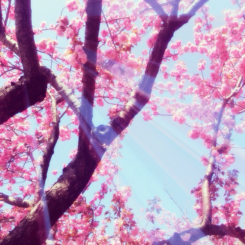 cherry blossoms and sunshine | spring in philadelphia